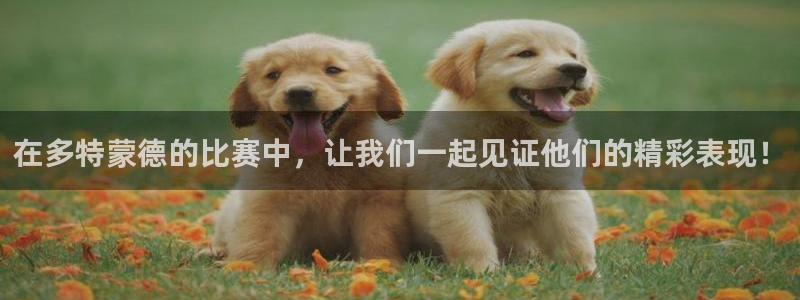 在多特蒙德的比赛中，让我们一起见证他们的精彩表现！