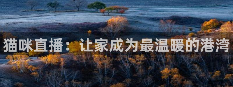 足球178直播免费：猫咪直播：让家成为最温暖的港湾